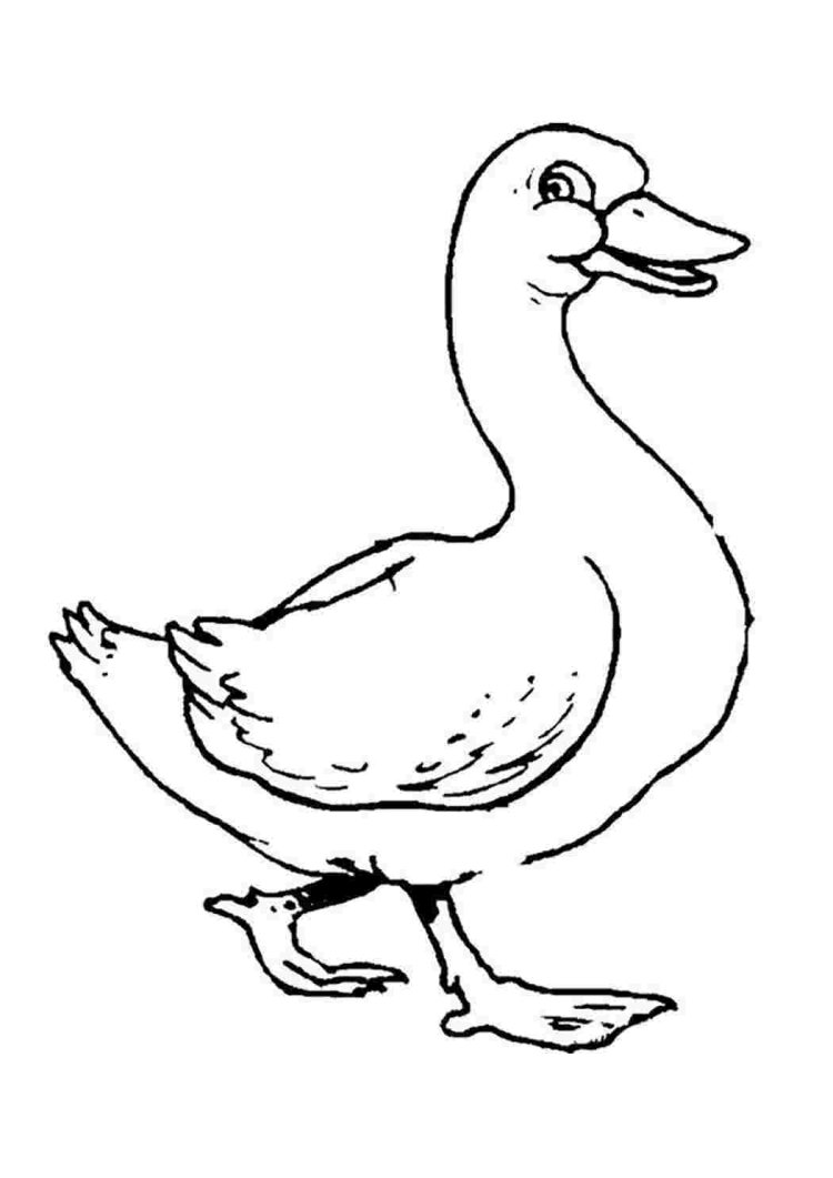 Утки в полете для раскраски