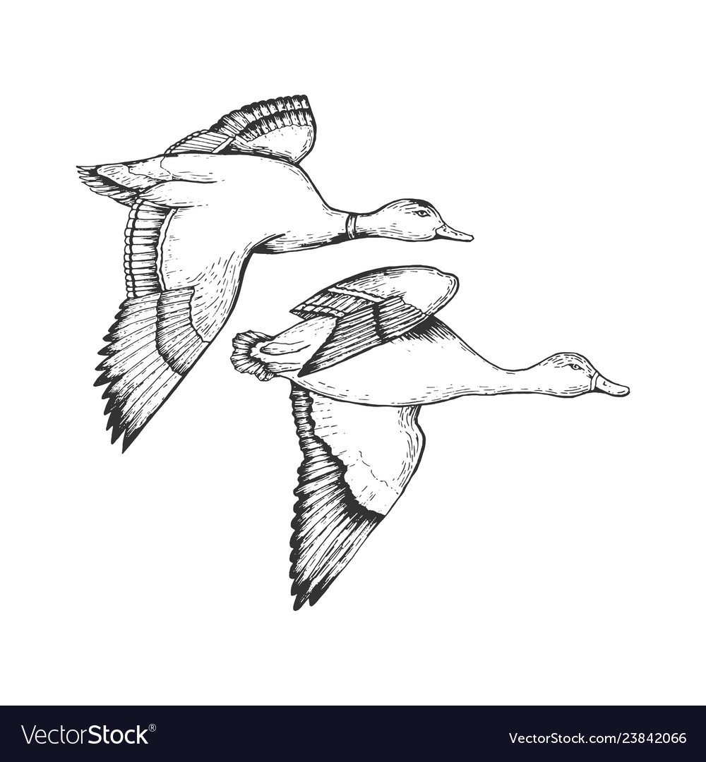 Графическое изображение утки