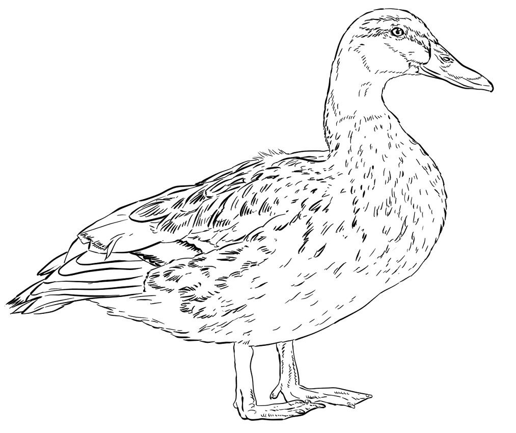 Утёнок раскраска для детей