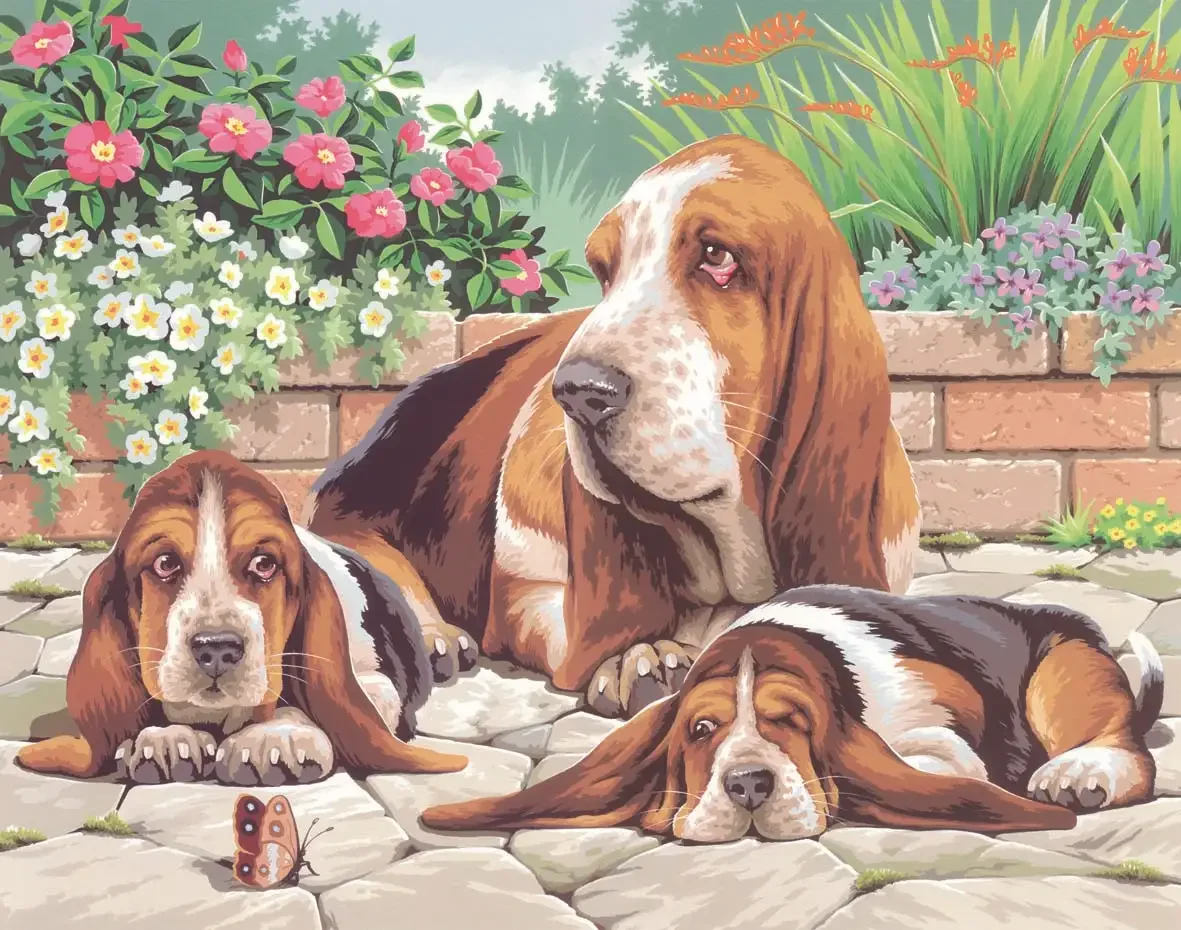 Бассет хаунд