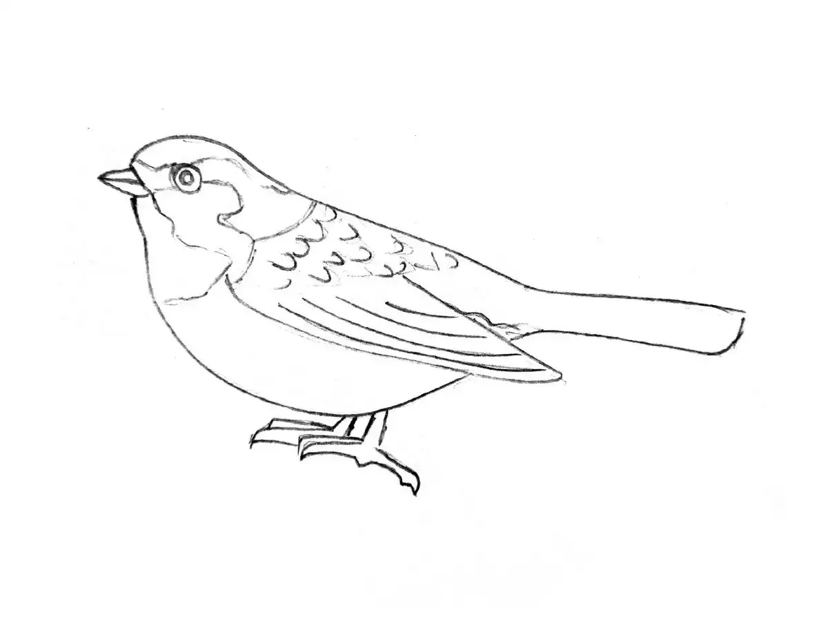 Воробей раскраска