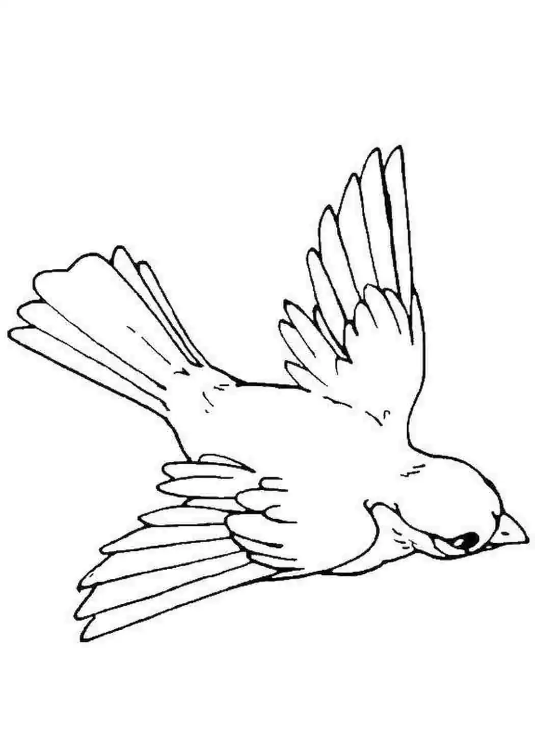 Птичка рисунок