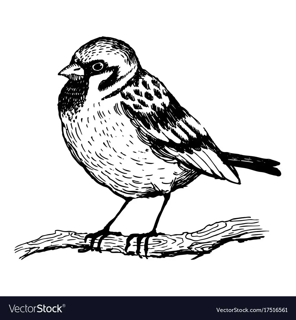 Воробей на ветке раскраска