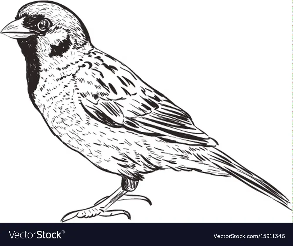 Sparrow рисунок карандашом