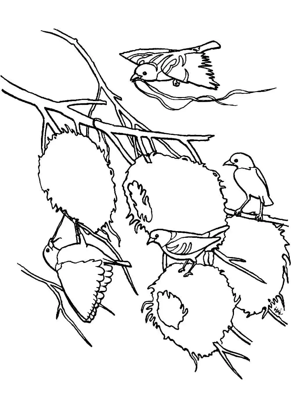 Нарисовать воробья карандашом