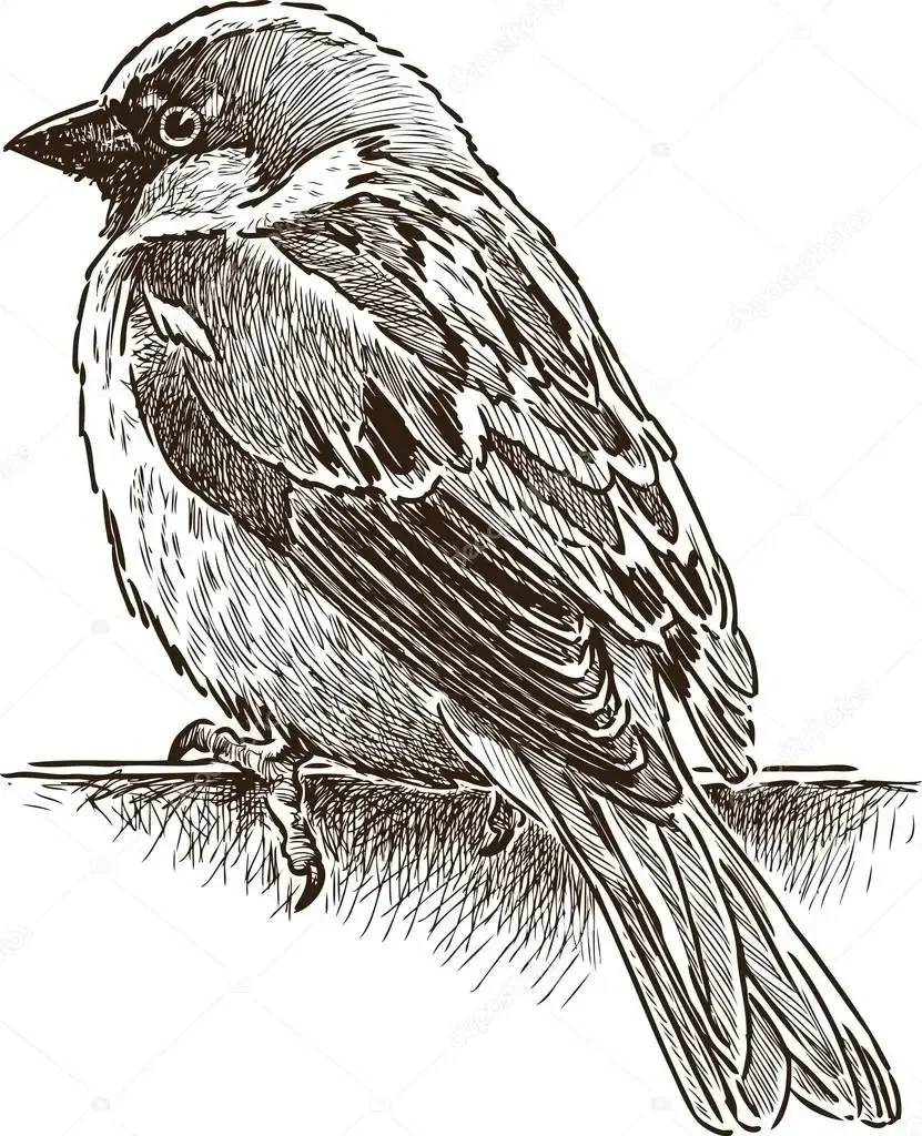 Птичка раскраска