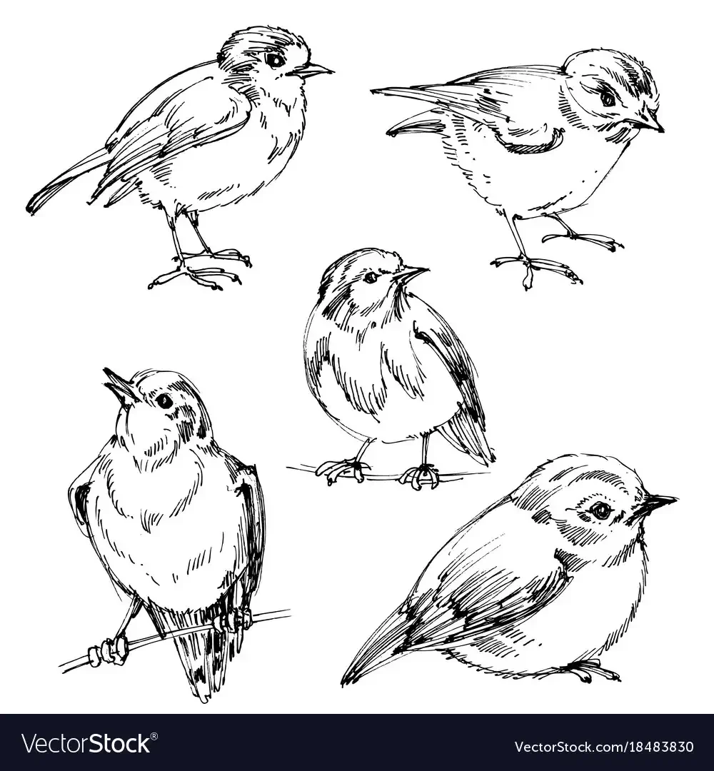 Птица рисунок