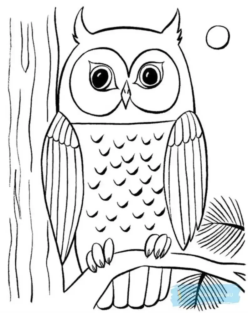 Сова раскраска цветная