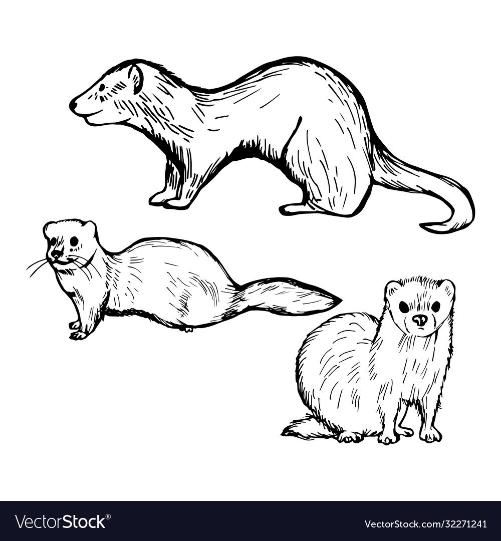 Хорек с крыльями рисунок легкий