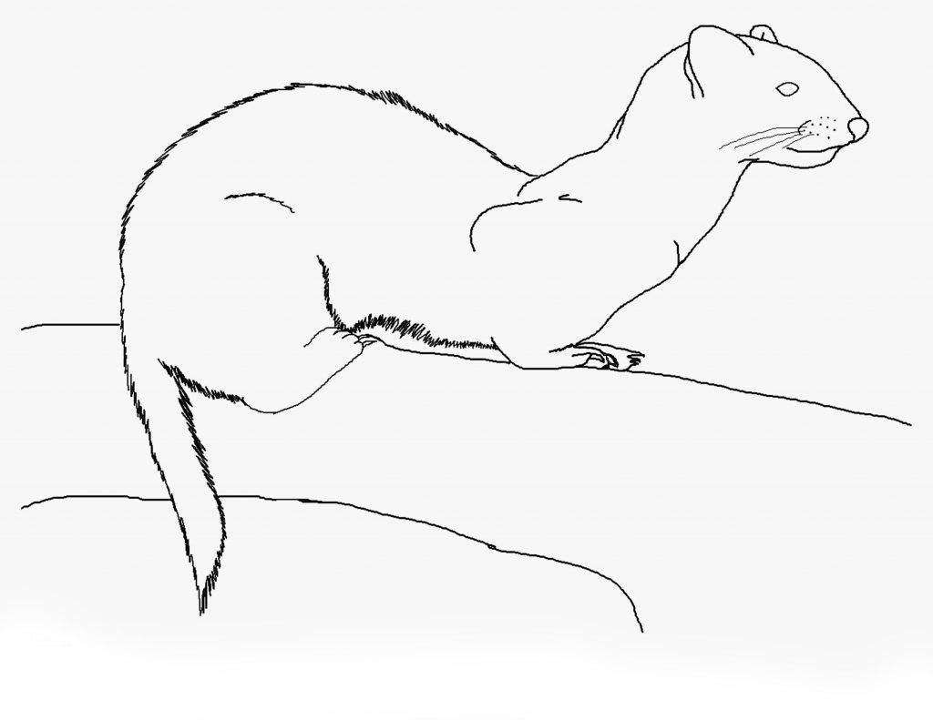 Норка раскраска