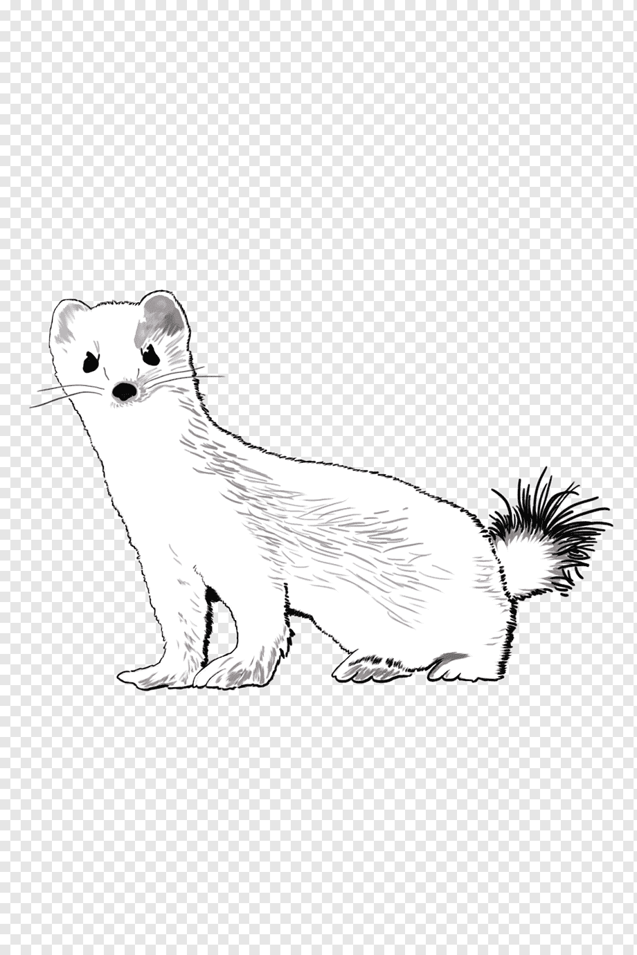 Горностай сбоку