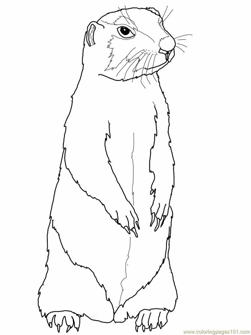 Степной сурок или Байбак раскраска