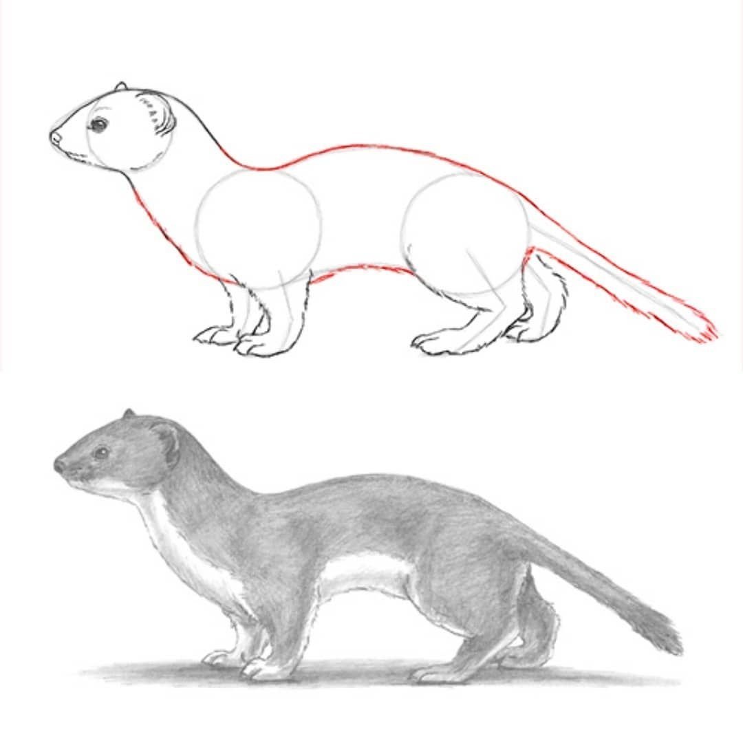Нарисовать хорька карандашом