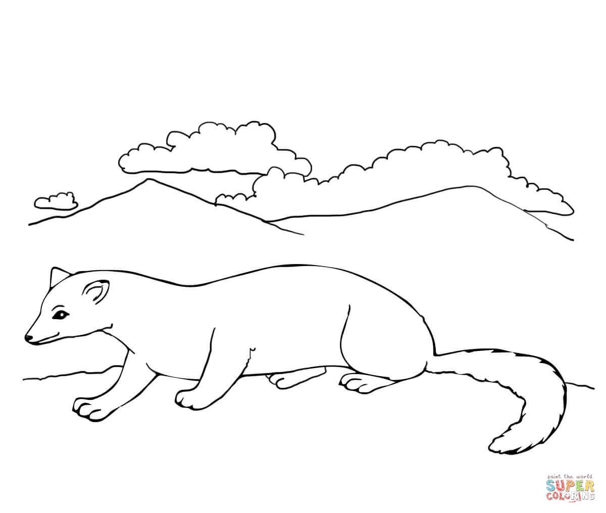 Хорек раскраска для детей