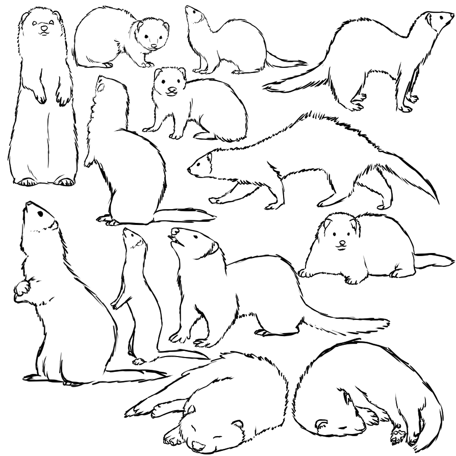 Хорек референс