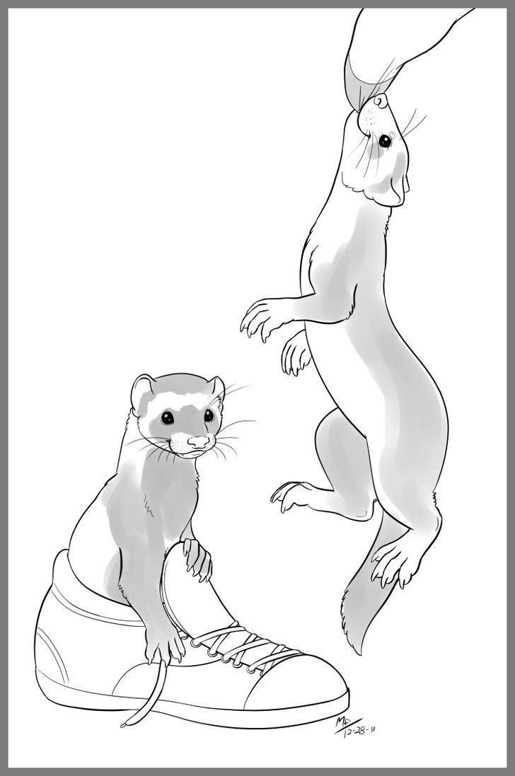 Хорек рисунок набросок