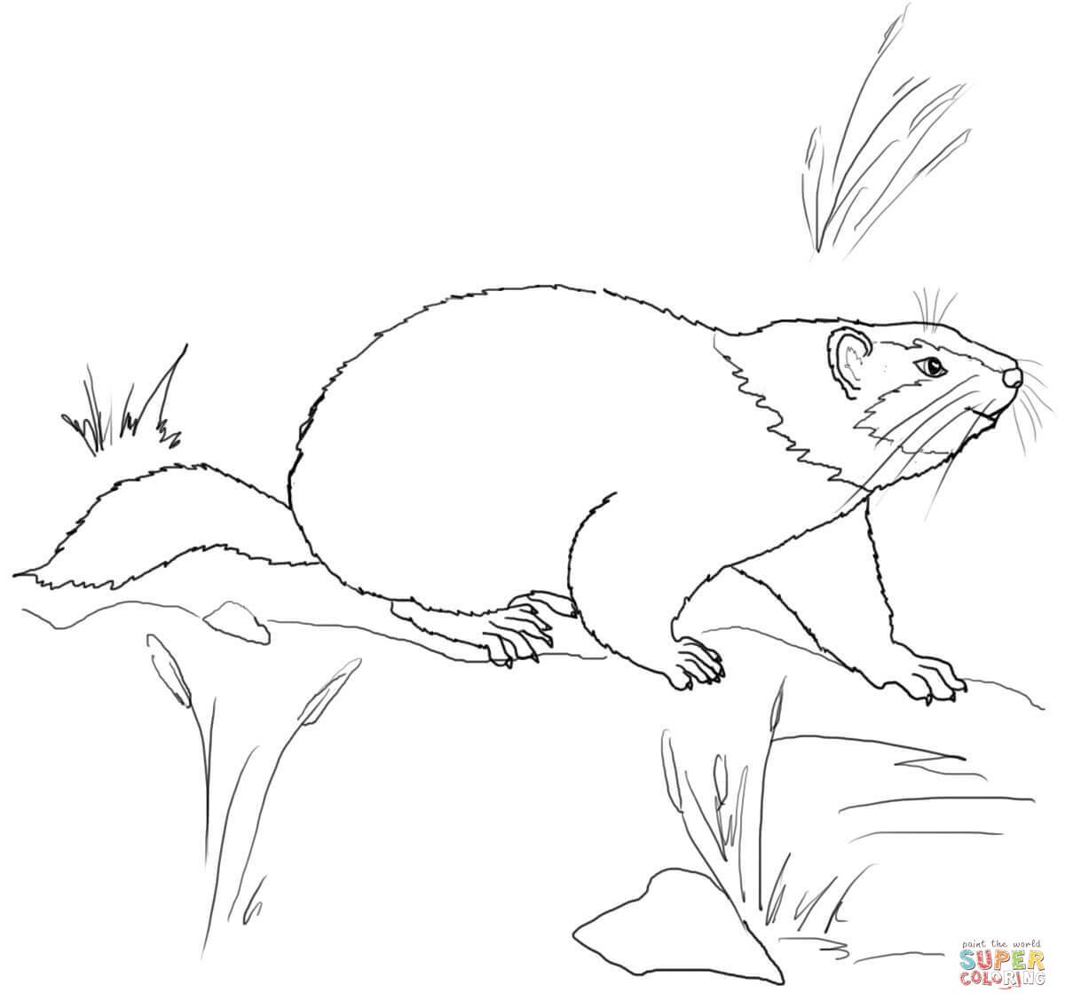 Сурок раскраска для детей