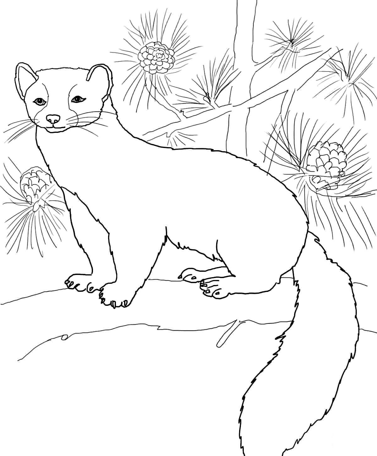 Куница Белогрудка