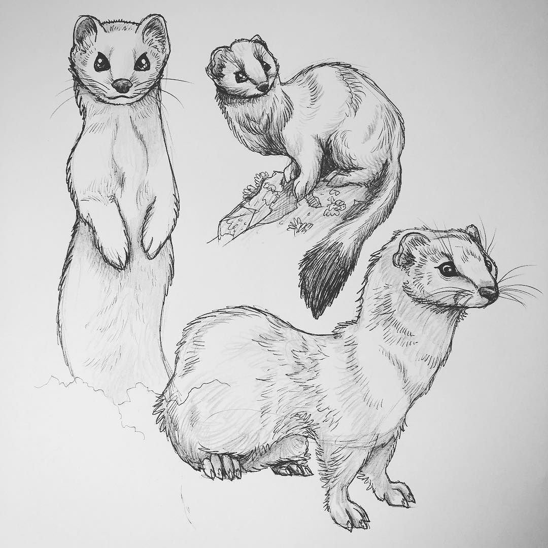 Зарисовки животных