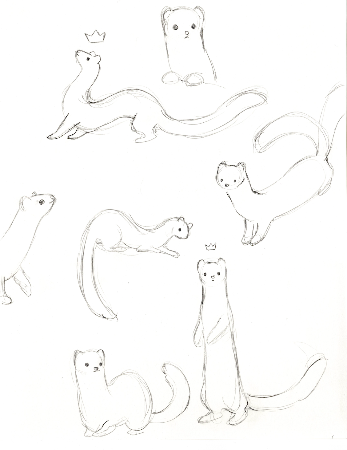 Хорек набросок