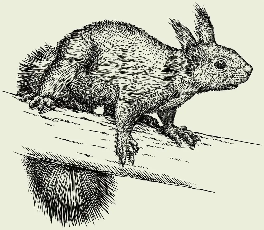 Белка гравюра