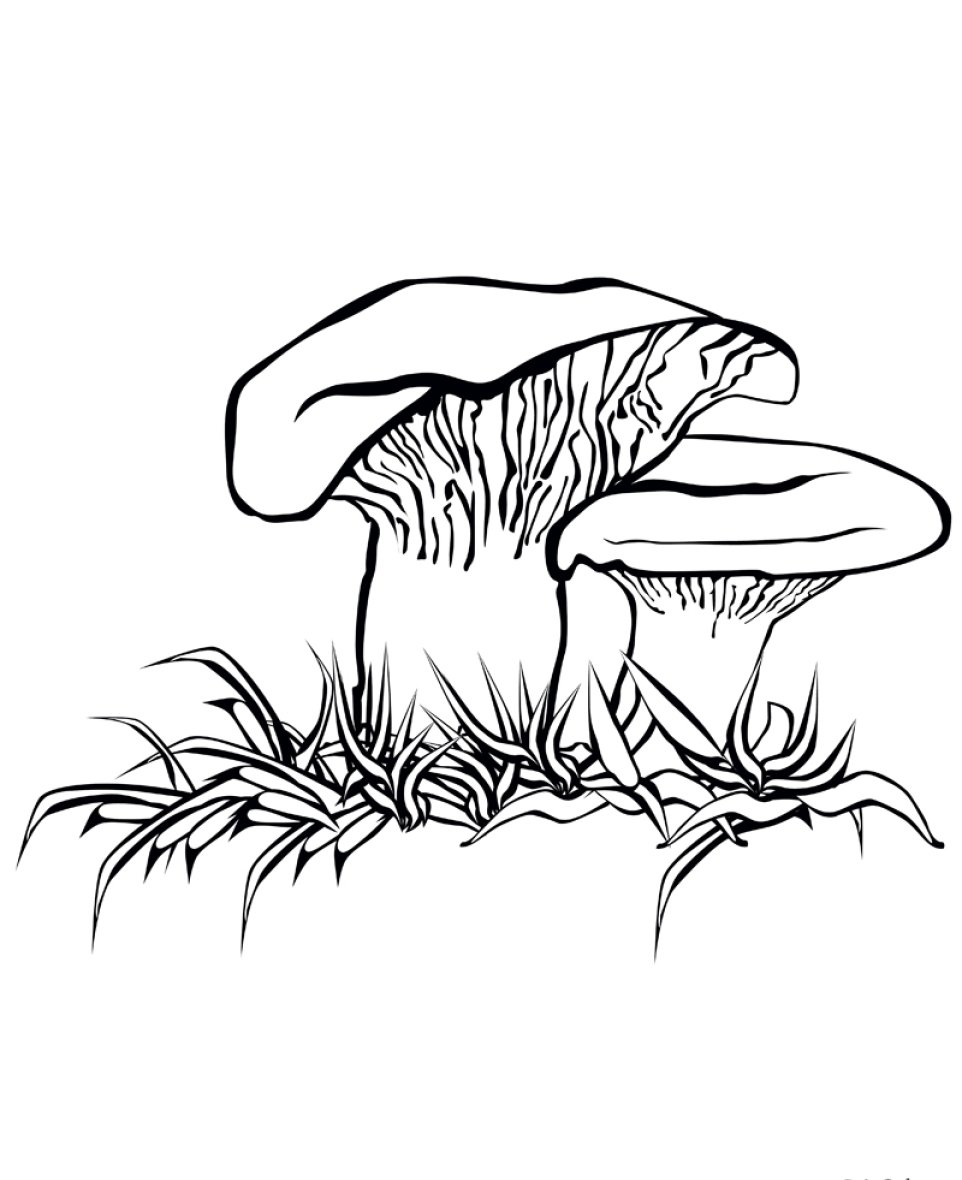 Гриб груздь раскраска для детей