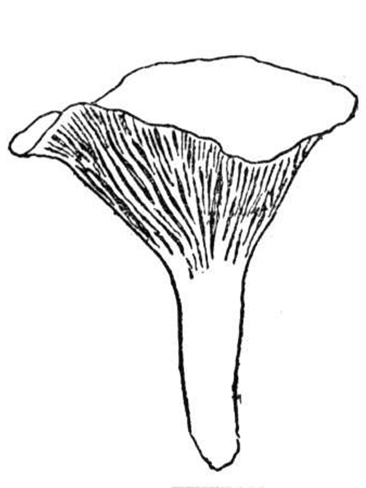 Ложная Лисичка раскраска