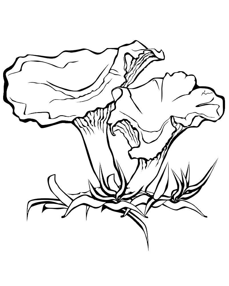 Лисички разукрашки грибы