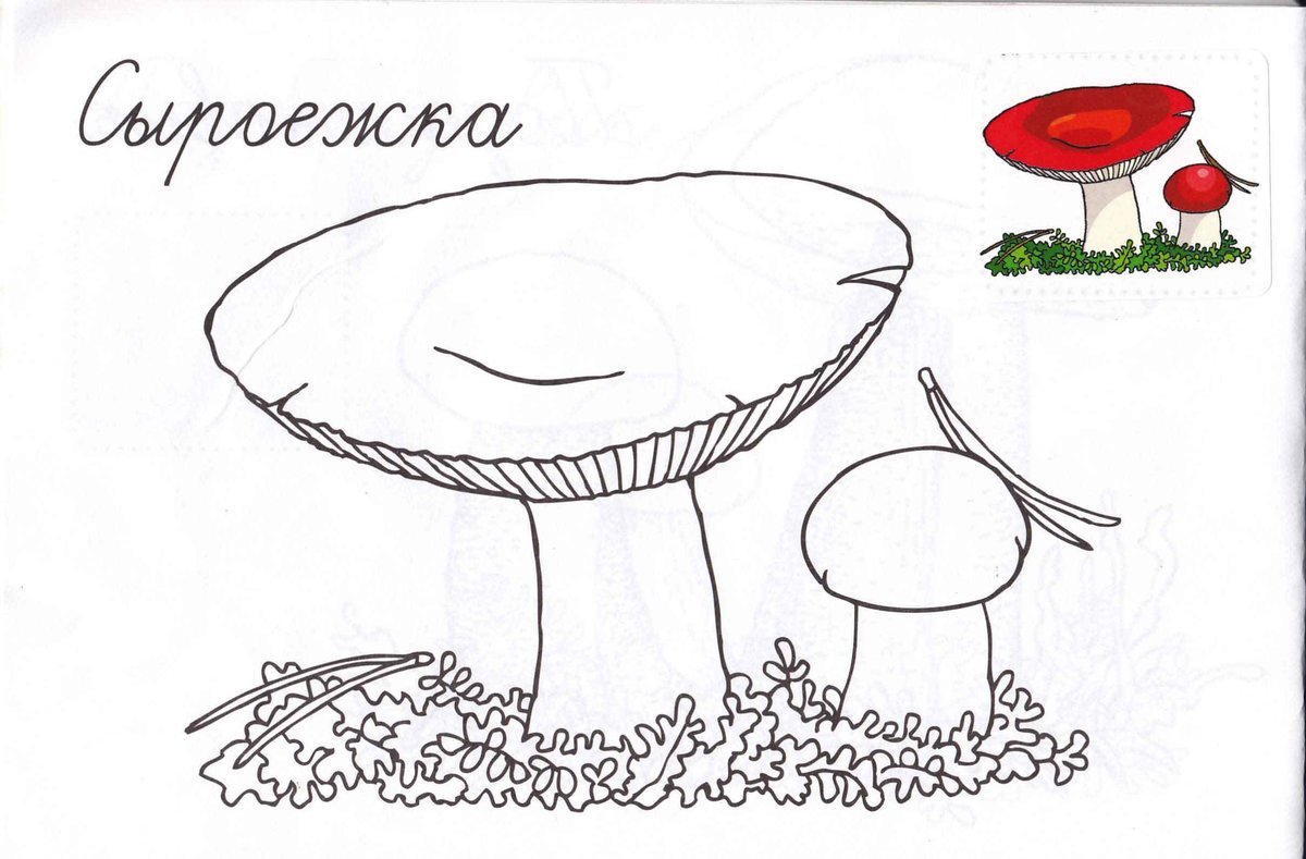 Сыроежка съедобный гриб нарисовать