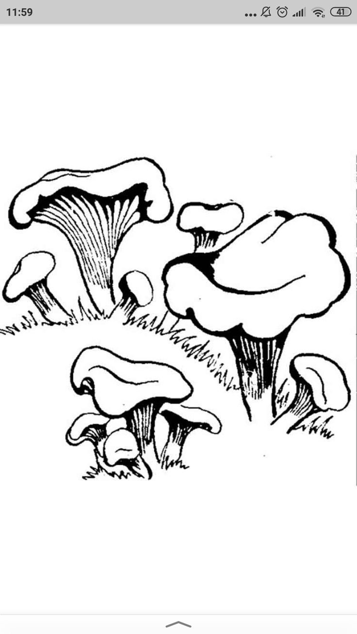 Грибы (лисички, сморчки, вешенка);