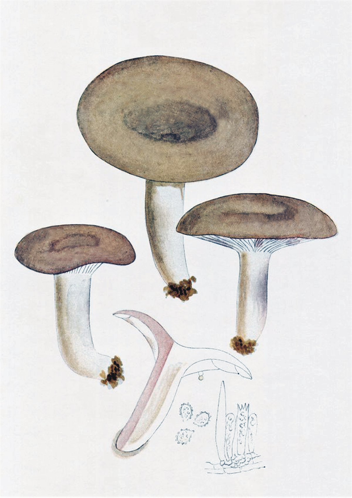 Как рисуется груздь