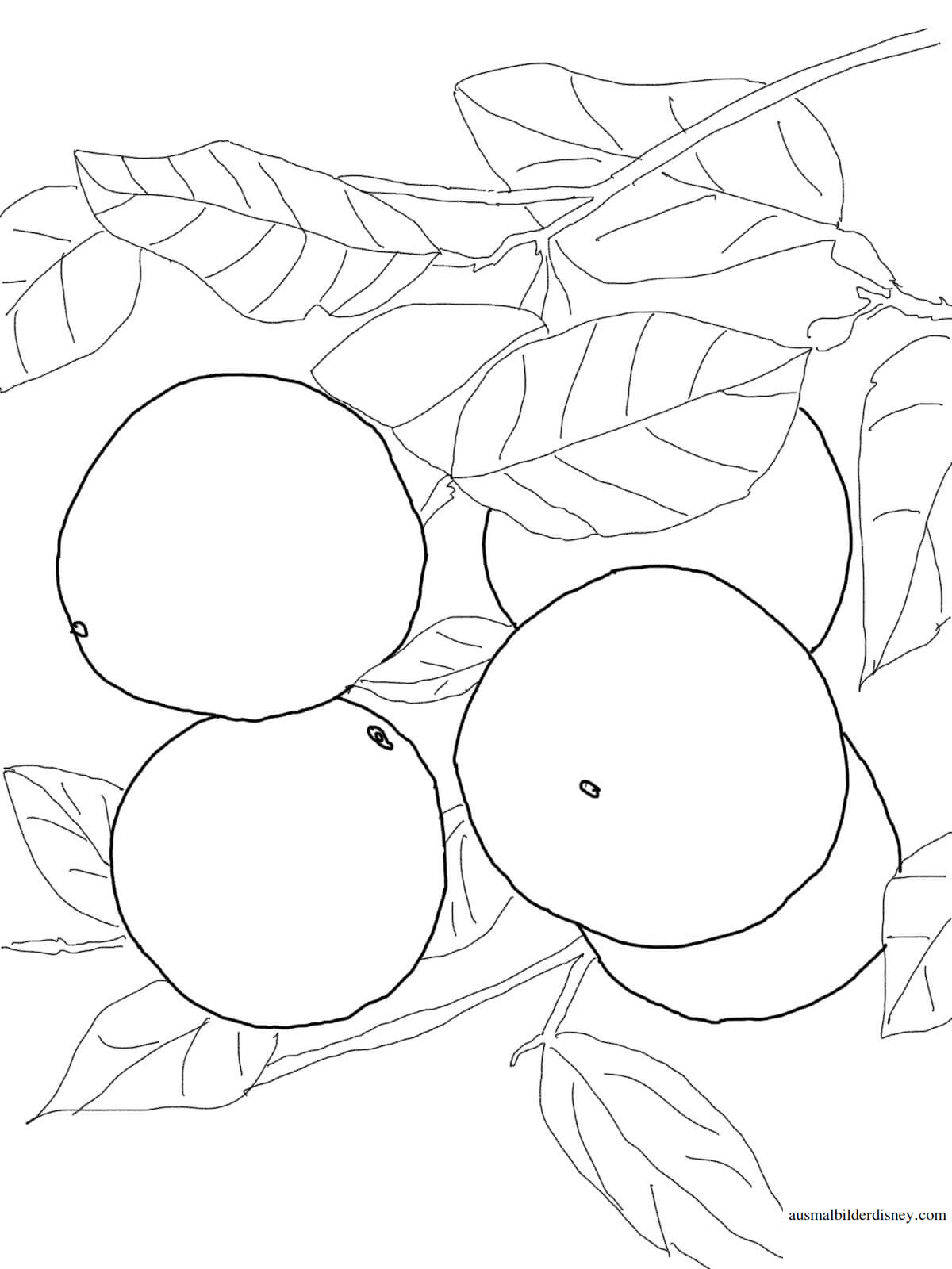 Мандарин раскраска для детей