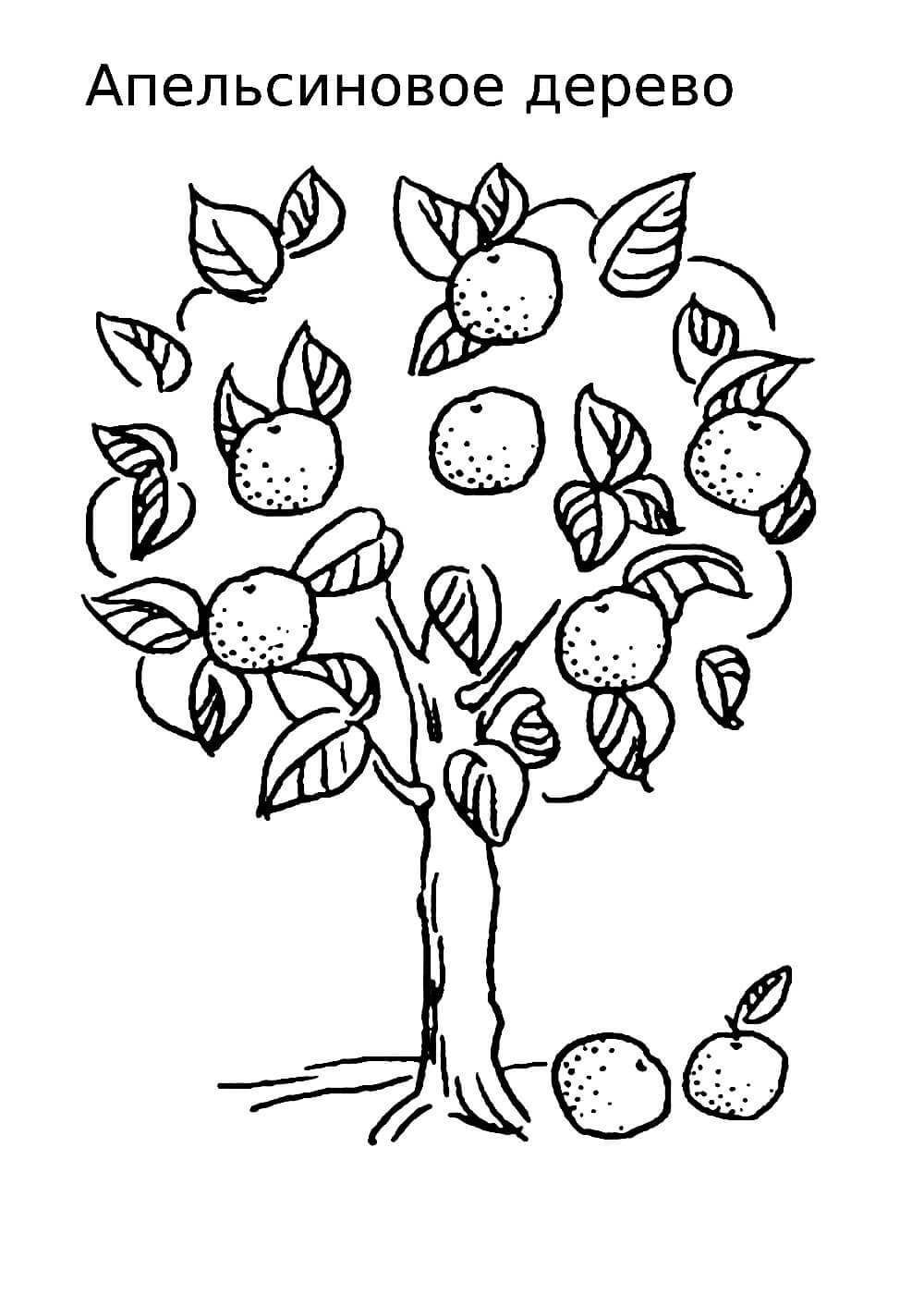 Лимонное дерево