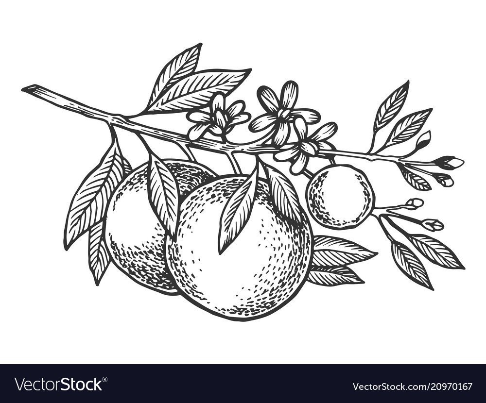 Апельсин раскраска для детей