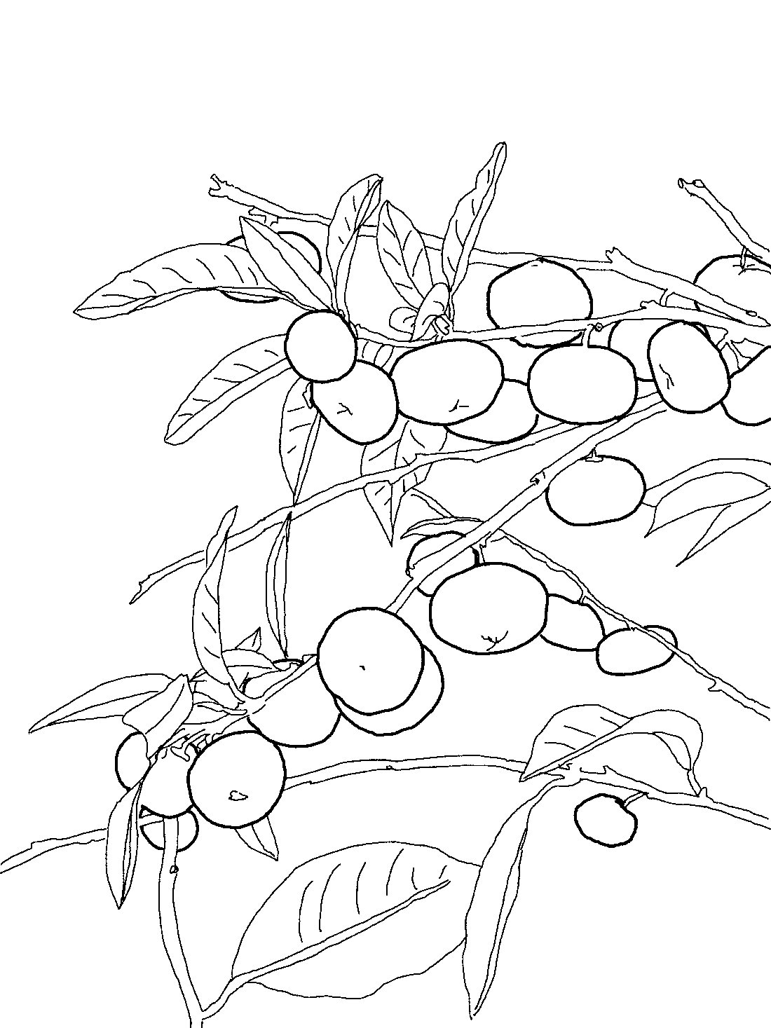 Апельсиновое дерево рисунок для детей