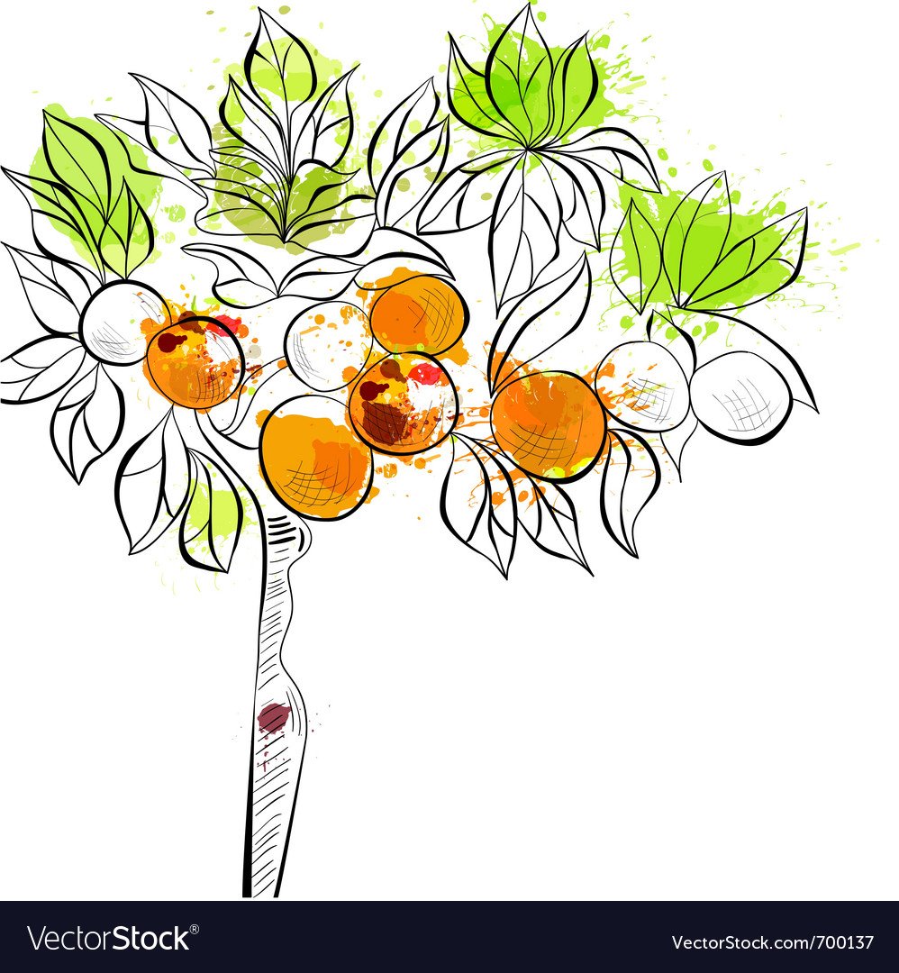Апельсиновое дерево раскраска