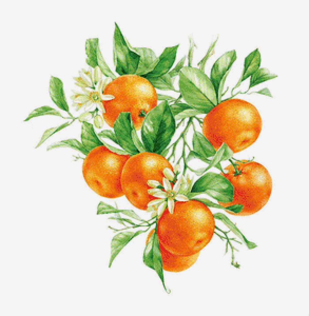 Комнатные растения раскраска