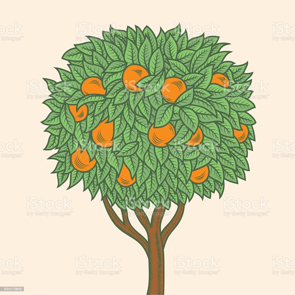 Мандарин рисунок черно белый