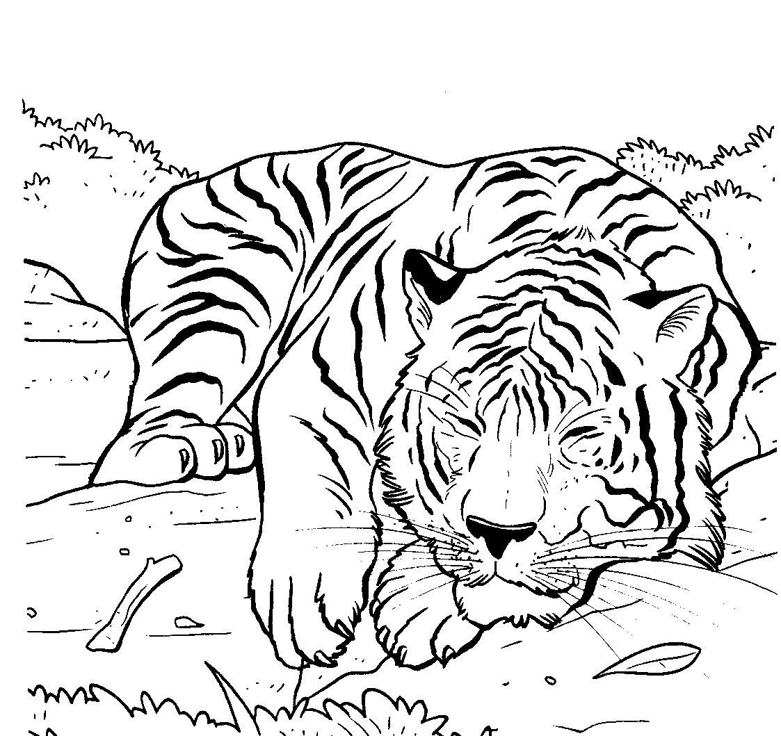 Амурский тигр для раскраски