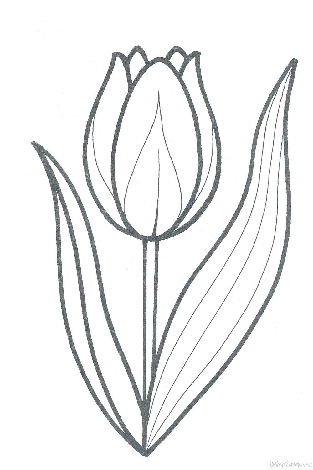 Тюльпаны вектор чб