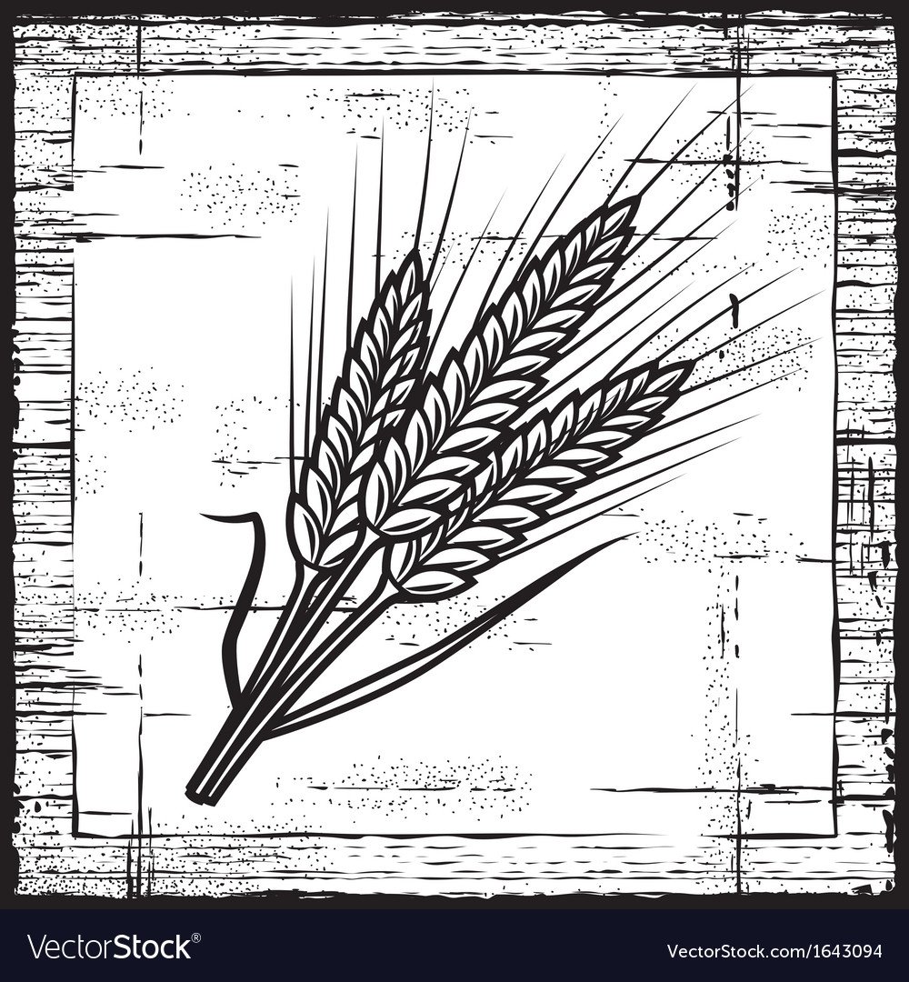 Колос пшеницы рисунок