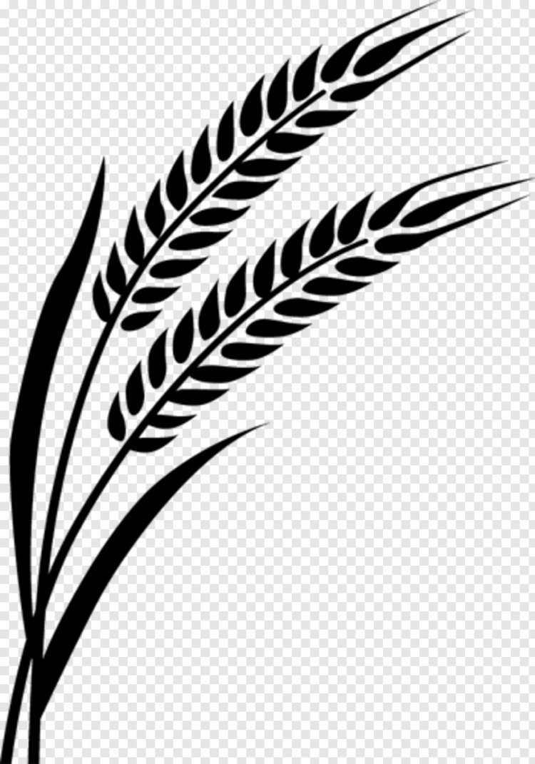 Пшеница трафарет