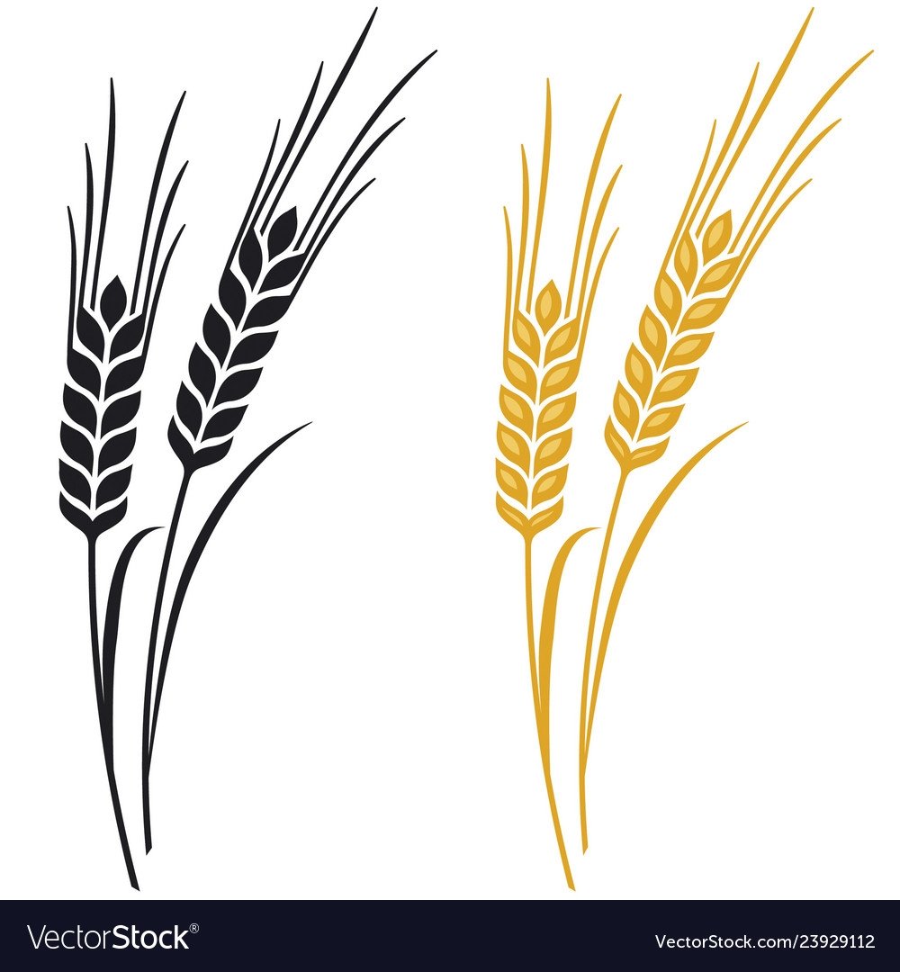 Раскраска один колосок