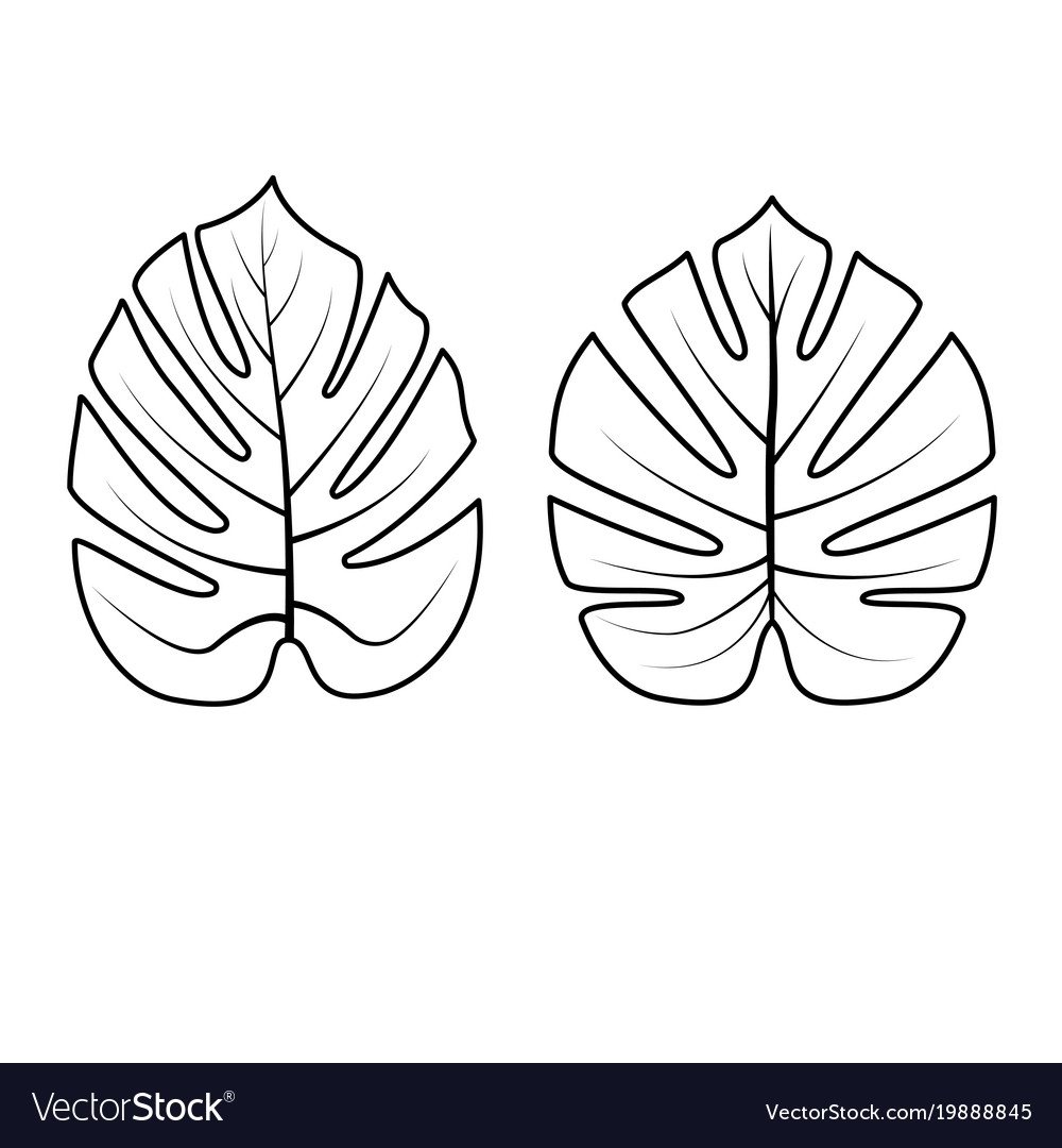 Листья пальмы для раскрашивания