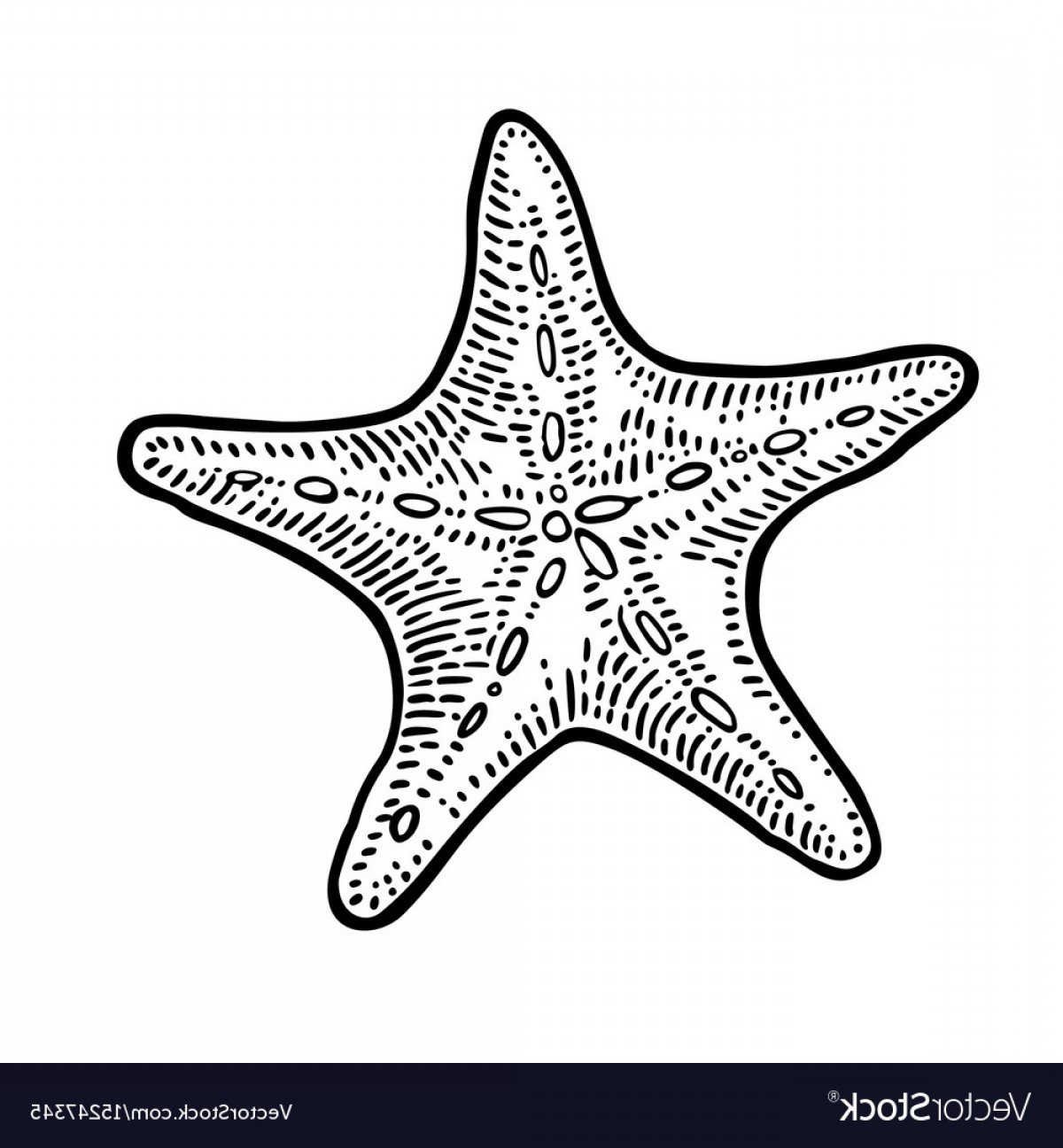 Морская звезда трафарет