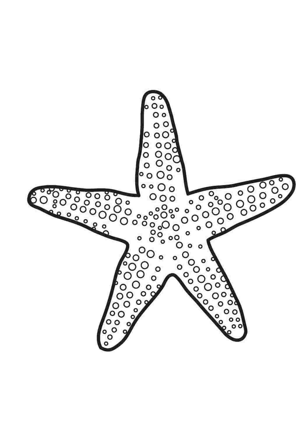 Морская звезда эскиз