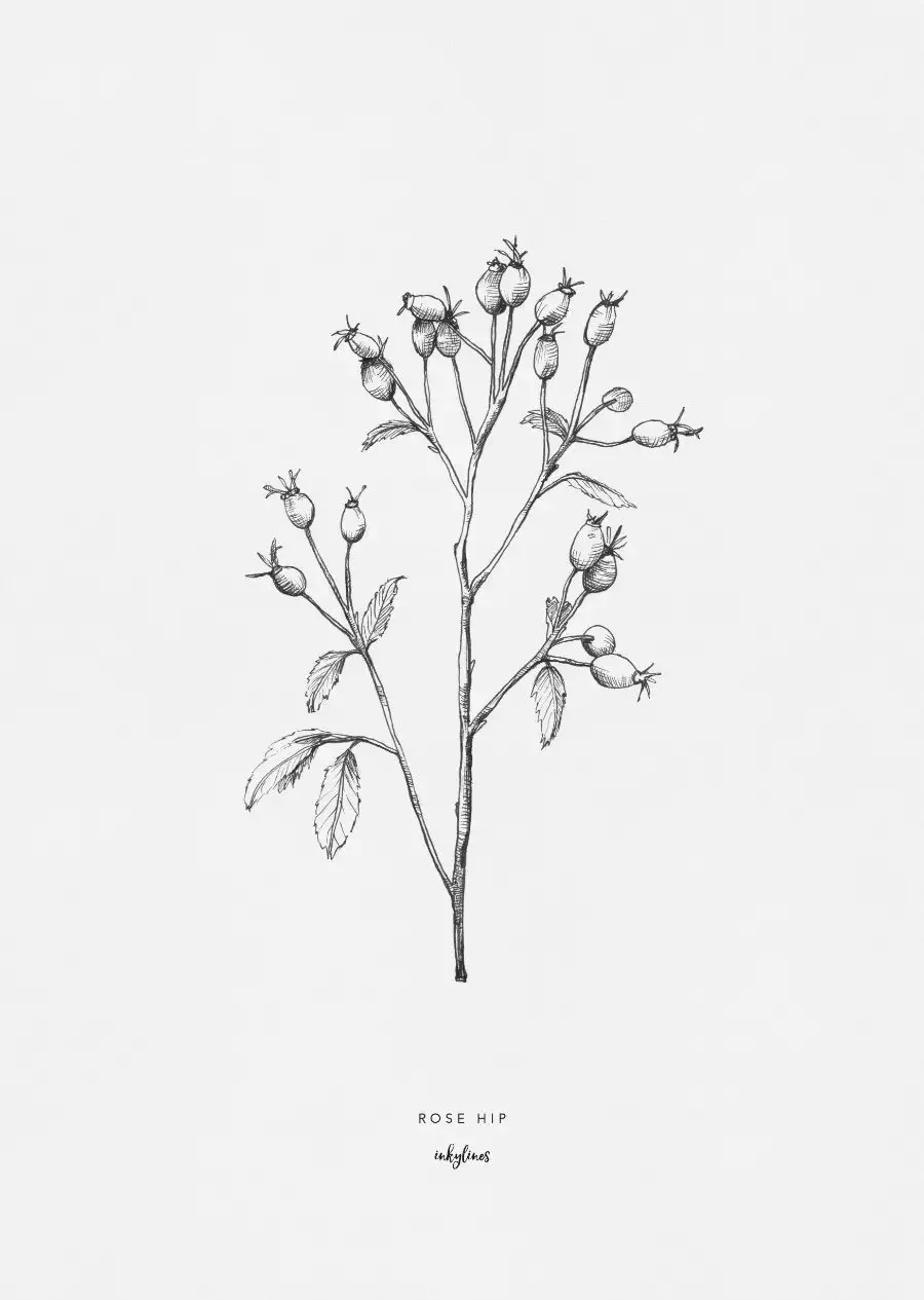 Суккуленты контур