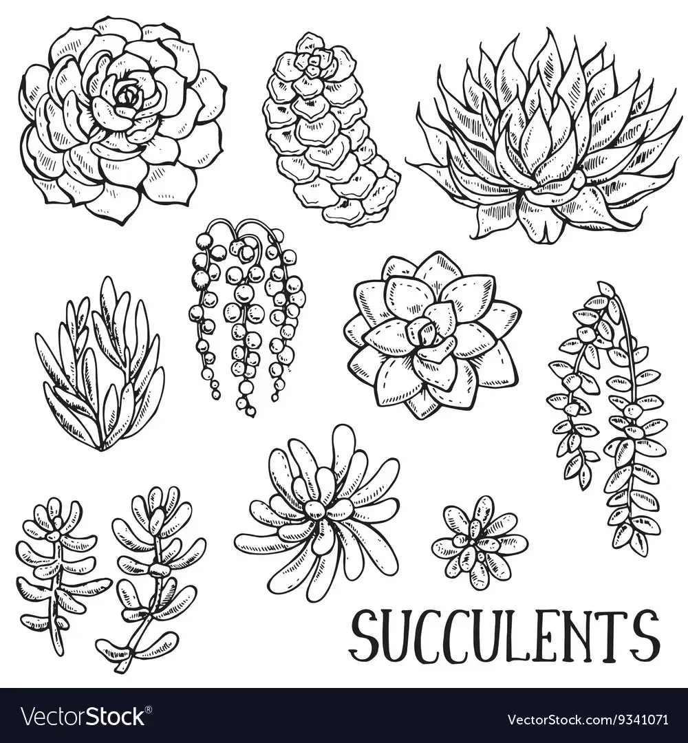 Эскизы растений