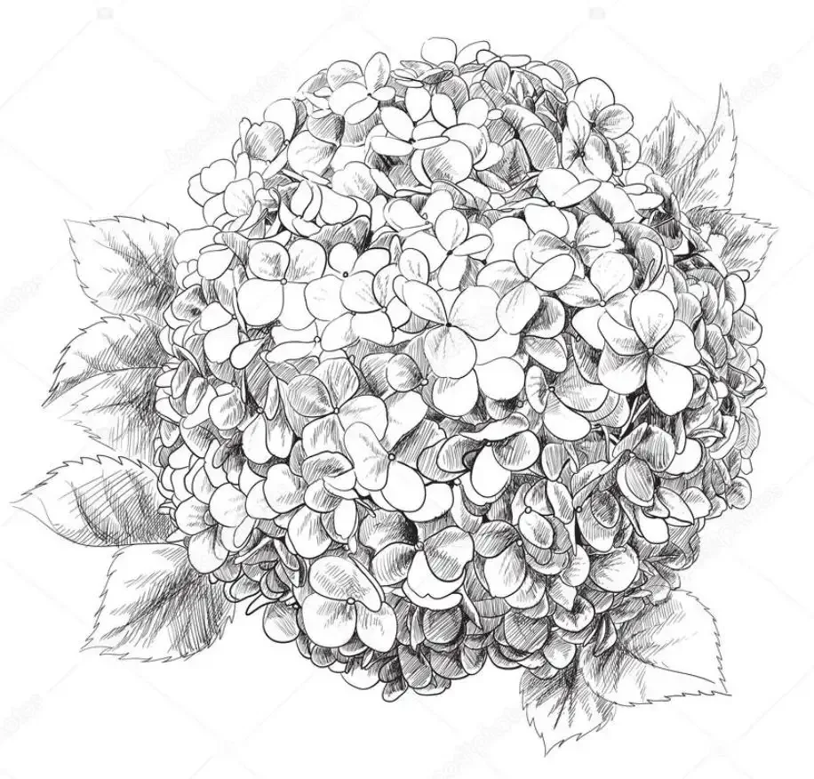 Физалис вектор