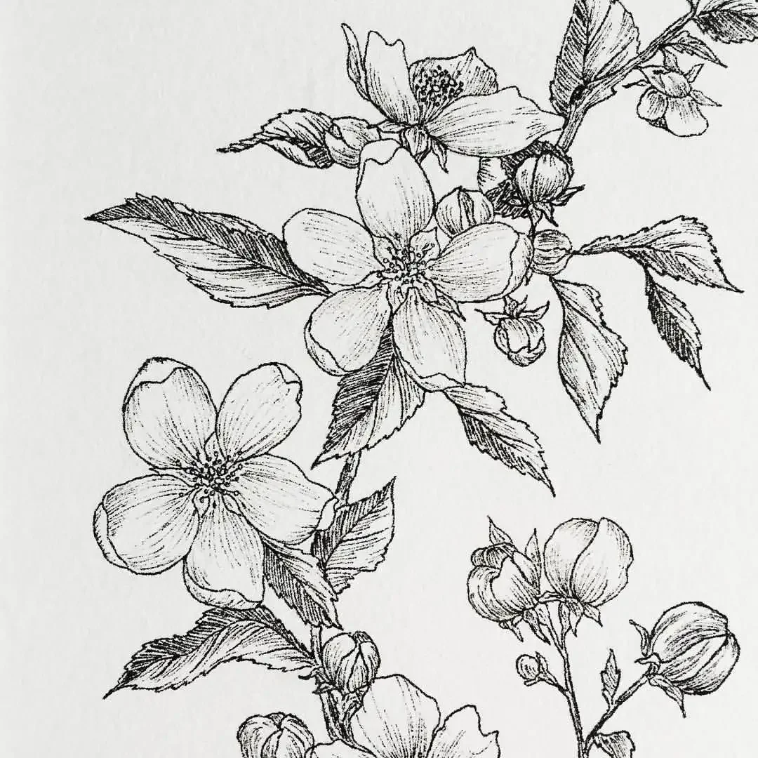 Красивые комнатные растения рисунки